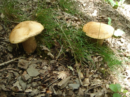 Steinpilz