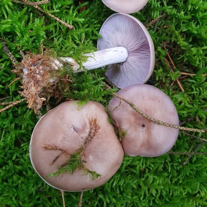 VioletterRötelritterling